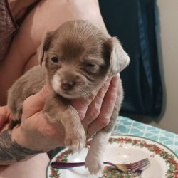 Chiwienie puppies for sale