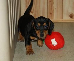 Dachshund Puppies. puppies for sale