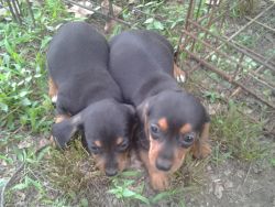 Miniature Dachshund X Beagle Hybrid Puppies