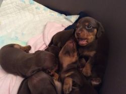 True Miniature Dachshund Puppies