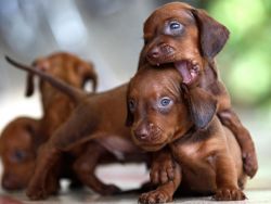 Miniature Smooth Haired Dachshund Puppies