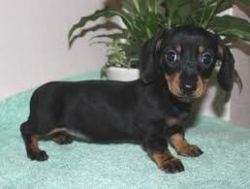 AKC registered miniature dachshund