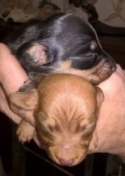 Miniature Dacshund Puppies