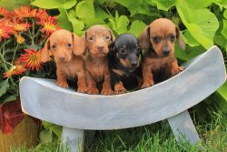 Our miniature dachshund puppies are AKC registered.
