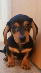 Adorable miniature dachshund puppies for sale.
