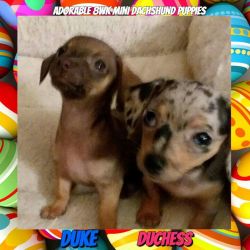 Adorable 8wk Purebred Mini Dachshund Puppies