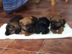 Beautiful Miniature Dachshund Puppies