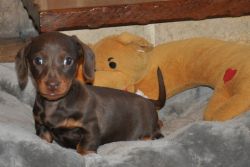 Miniature Smooth Haired Dachshund