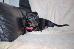 Miniature Dachshund Babies Available Now