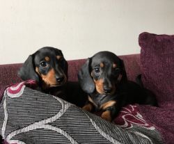 registered miniature smooth haired dachshund