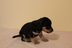 Quality and Gorgeous Black and Tan Dachshund Puppies For Adoption