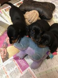 Mini Smooth Haired Dachshunds For Sale