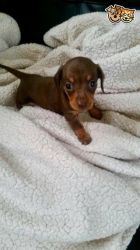 beautifull Kc Miniatuer Dachshund Pups