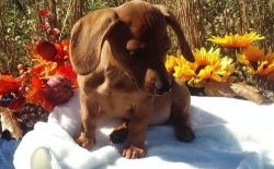 Healthy Mini Dachshund puppies for sale