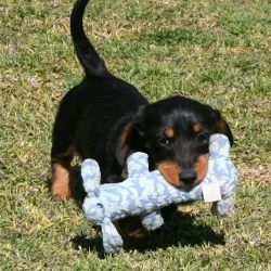 AKC Reg. Miniature Dachshund puppies available