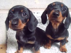 Top Home Trained Miniature Dachshund Puppies
