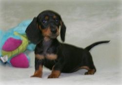Miniature Dachshund Puppies available. Text (xxx) xxx-xxx7