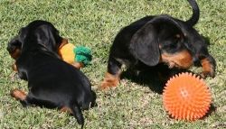 Adorable AKC registered mini Dachshund Puppies.