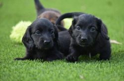Affectionate Miniature Dachshund puppies