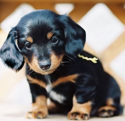 House Trained Miniature Dachshund puppies