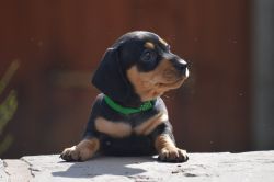 Miniature Smooth Haired Dachshunds For Sale