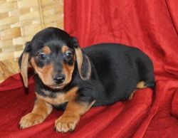 100% Pure breed miniature-dachshund puppies available now