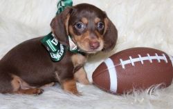 Miniature Dachshund Puppies Now Available