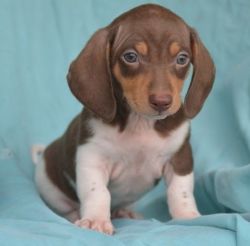 MSKL Miniature Dachshund Puppies Now Available