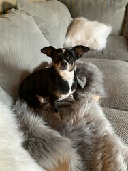 Mini dachshund/chihuahua mix