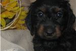 2 Black and Tan Silky Wirehair's