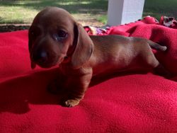 Miniature Red Smoothie Dachshund Puppies For Sale