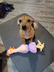 6 month old female Short Haired Miniature Dachshund, puppy, in El Paso