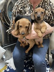 Minature Dachshunds for sale