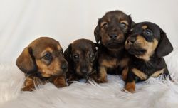 10weeks miniature dachshund puppies rehoming