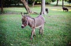 Mini donkey for rehoming