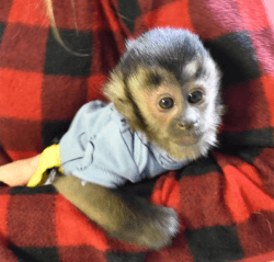 Monkey for adoption