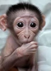 good and sweet baby monkey