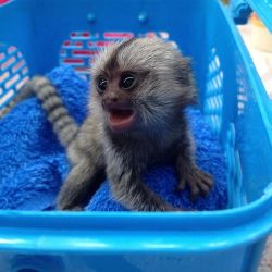 Marmoset monkey for sale