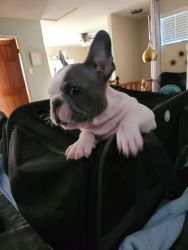 5 Month Old Mini Frenchie