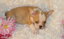 Cute And Healthy female Bulldog pups for sale
