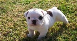 Available two mini Bulldog pups for sale