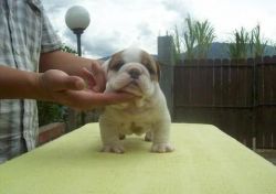 Quality Mini Bulldog Puppies available now