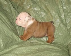 Quality Mini Bulldog Puppies available now