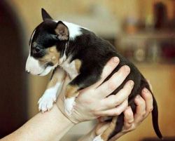Miniature Bull Terrier puppy ready to go