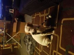 5 month old Beagle/ English Bulldog