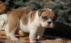 Sweet Miniature English Bulldog Puppies For Sale