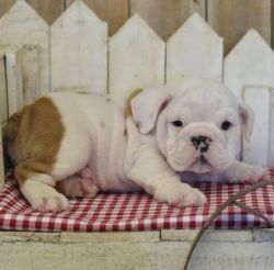 Well Trained Mini English Bulldog Puppies For Lovely Homes