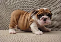 Lovely Mini English Bulldog puppies for sale