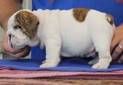 Healthy Miniature English Bulldog Puppies