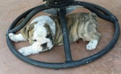 Excellent blood lines English Bulldog Puppies